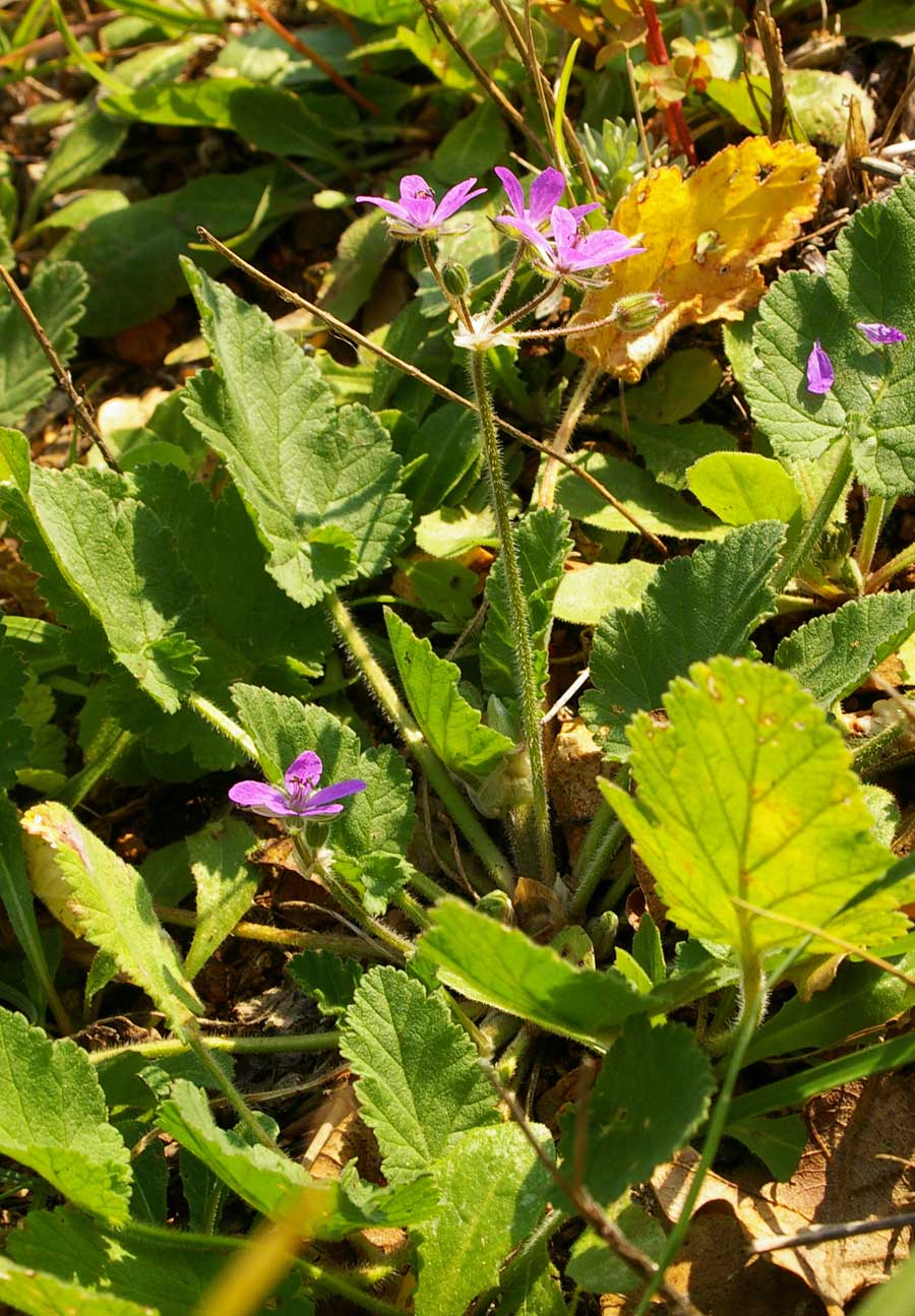 Erodium malacoides / Becco di gru malvaceo
